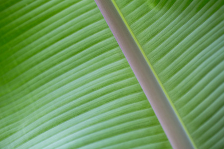 Banana leaves backgroundの写真素材