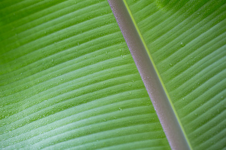 Banana leaves backgroundの写真素材