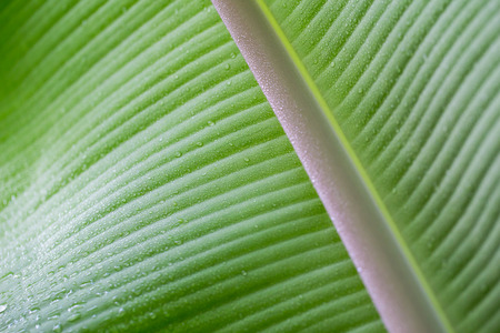 Banana leaves backgroundの写真素材