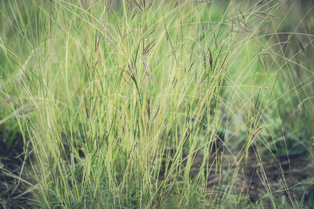 vintage soft light tone, Abstract nature background with grass in the meadow and sunsetの写真素材