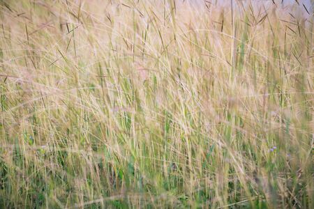 soft light tone, Abstract nature background with grass in the meadow and sunset