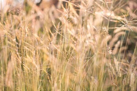 soft light tone, Abstract nature background with grass in the meadow and sunsetの写真素材
