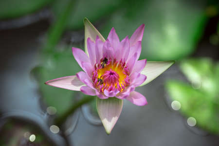 Close up bright blossom lotus flowerの写真素材