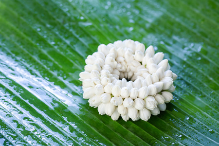 soft light tone with Jasmine garland of flowers on banana leaf backgroundの写真素材