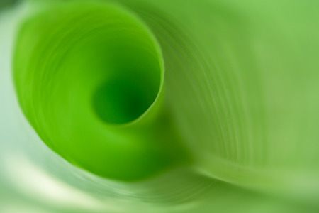 Banana leafの写真素材