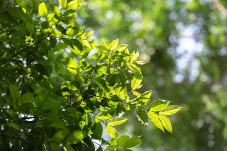 Save to a lightbox  Find Similar Images  Share Stock Photo: summer bokeh background with green leavesの写真素材
