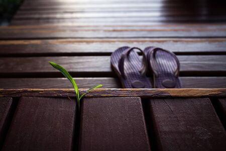 plant with shoesの写真素材