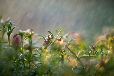 Rain falling on the wilted flowersの写真素材