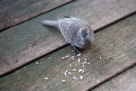 bird eating riceの写真素材