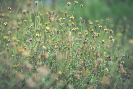 flower grass gardenの写真素材