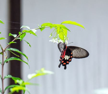 red swallowtail butterflyの写真素材