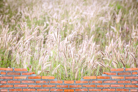 red brick wall white background with grass in the meadow and sunsetの写真素材