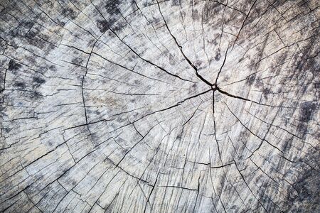 Stump of old tree closeupの写真素材