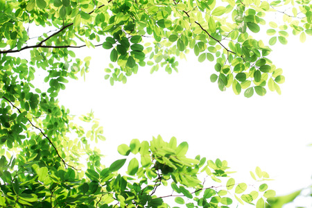 soft light tone of green leaves isolated on white backgroundの写真素材