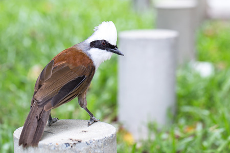 Beautiful White-crested Laughingthrush bird (Garrulax leucolophus) from Thailandの写真素材