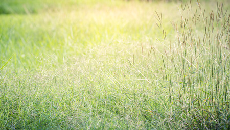 vintage soft light tone, Abstract nature background with grass in the meadow and sunsetの写真素材