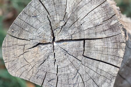 Stump of old tree closeupの写真素材