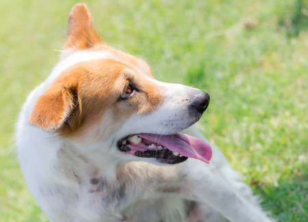 happy dog is smiling with a nicely green grass backgroundの写真素材