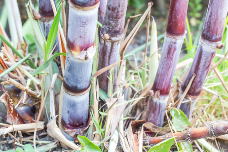 close up of Sugarcane for sugarの写真素材