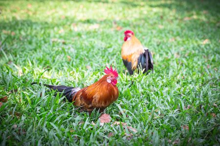 Chicken in jungle Wild fowl