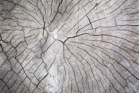 Stump of old tree closeupの写真素材