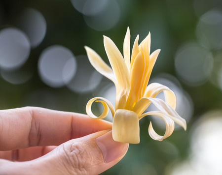 yellow Michelia alba x Michelia champacaの写真素材