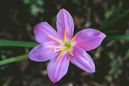 zephyranthas rosea flower closeup rain lily on green backgroundの写真素材