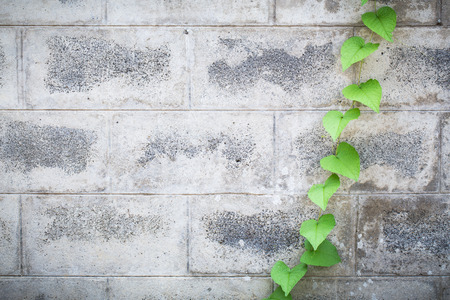 The Green Creeper Plant on a White Wall Beautiful Backgroundの写真素材
