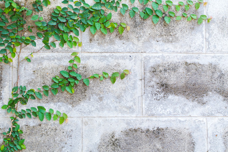 The Green Creeper Plant on a White Wall Beautiful Backgroundの写真素材