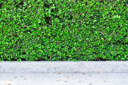 green small leaves wall background textureの写真素材