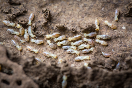 Termites eat woodの写真素材