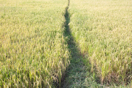 Ripe rice farm ready to harvest stageの写真素材