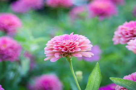 close-up of pink zinnia flower. Image has shallow depth of field.の写真素材