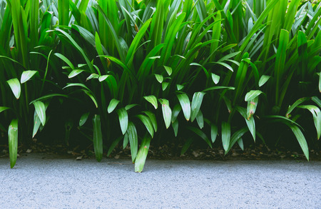 green leaves wall backgroundの写真素材