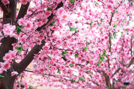 Artificial Sakura flowers for decorating japanese styleの写真素材