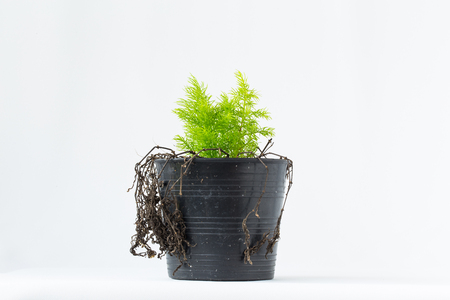 Nature needs your care. image of plant new species replaced dead plant.の写真素材