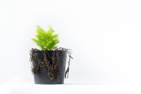 Nature needs your care. image of plant new species replaced dead plant.の写真素材