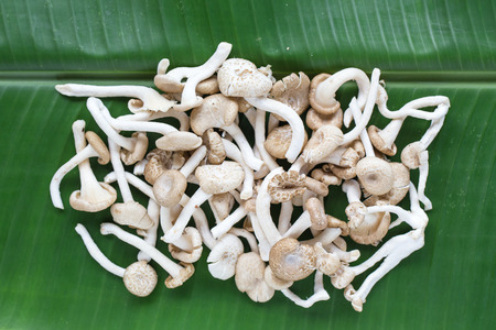 mushroom on banana leaf.の写真素材