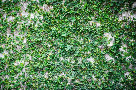 The Green Creeper Plant on a White Wall Beautiful Backgroundの写真素材