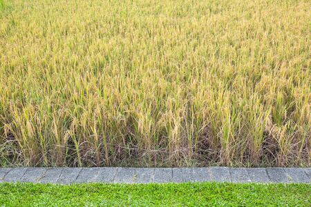 Ripe rice farm ready to harvest with stone and grassの写真素材