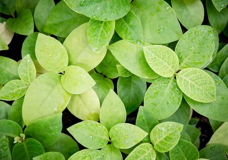 Spring green leaves wall backgroundの写真素材
