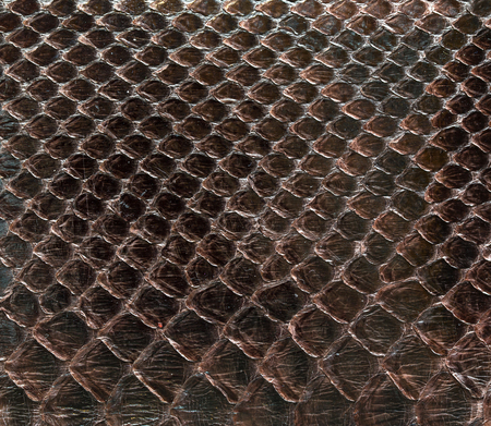 Pattern of boa skin textureの写真素材