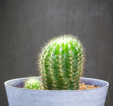 Ball cactus in flower potの写真素材