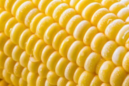 Grains of ripe Corn