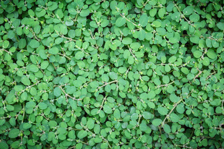 small plant pattern background.の写真素材