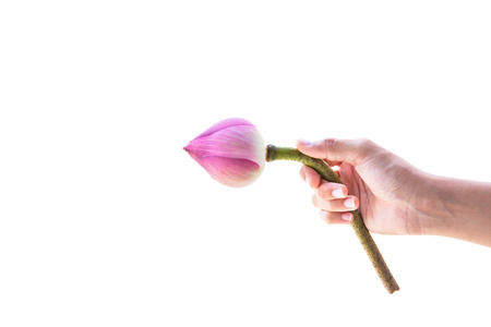 Lotus flower, who was on hand for the worship merit.の写真素材