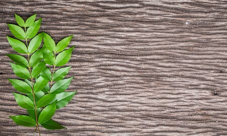 green leave frame isolated on wooden background for add text here.の写真素材