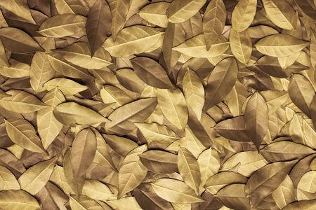 Leaves background. Seamless leaves patternの写真素材