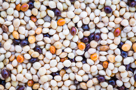 Close up Sorghum riceの写真素材