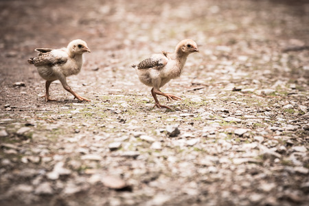 young chicks walk were moved to the motherの写真素材
